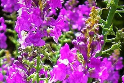 Linaria Porpurea jigsaw puzzle