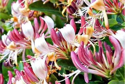 Lonicera Caprifolium jigsaw puzzle