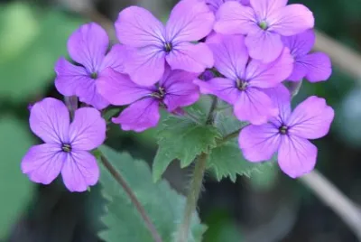 Lunaria Annua jigsaw puzzle