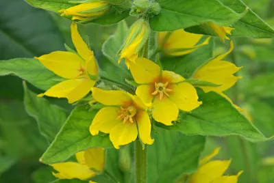 Lysimachia Punctata jigsaw puzzle