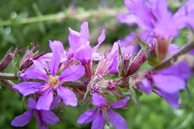 Lythrum Salicaria jigsaw puzzle