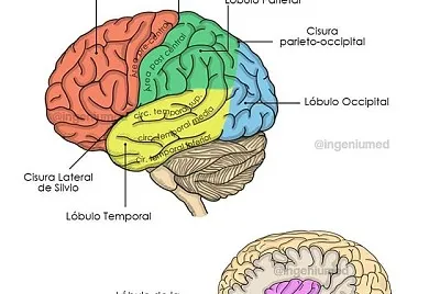 Cerebro