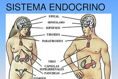 Sistema endocrino
