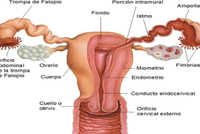 Sistema reproductor femenino