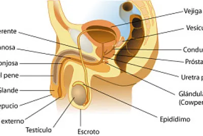 Sistema reproductor masculino