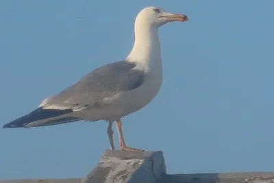 Mouette
