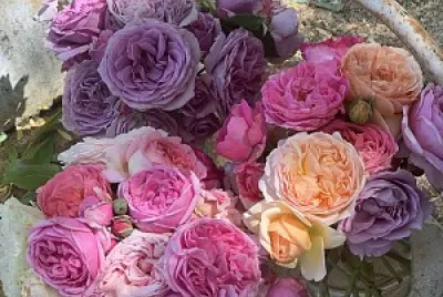 פאזל של flores