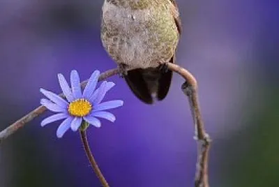 פאזל של flores