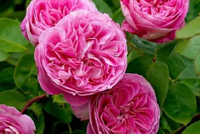 flores