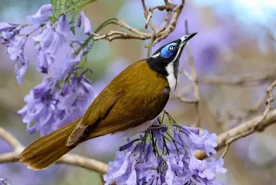 natural