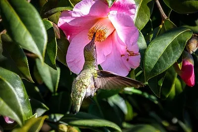 פאזל של flores