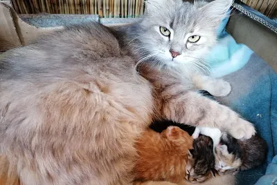 Gatta con gattini
