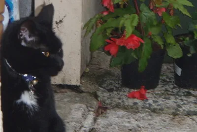 Whoopi in the garden