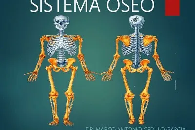 פאזל של sistema locomotor