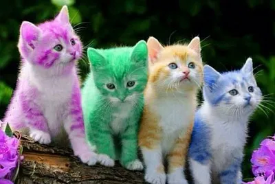 gatinhos fofos