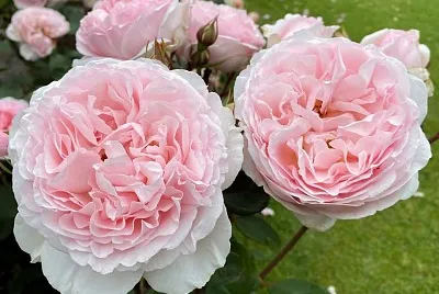 פאזל של flores