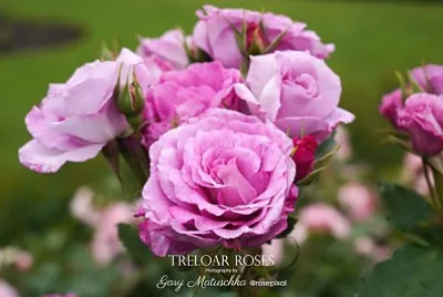 פאזל של flores