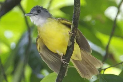 פאזל של Bulbul dal ventregiallo