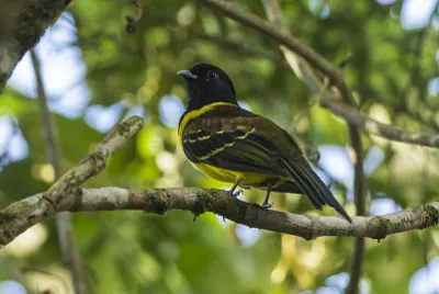 Carpornis cucullata