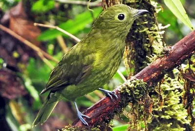 piha olivaceo