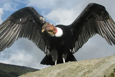 Condor