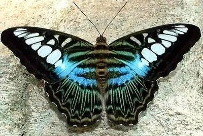 Butterfly jigsaw puzzle