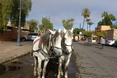 chevaux