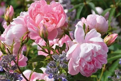 flores