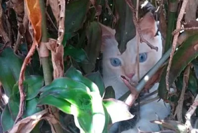פאזל של 