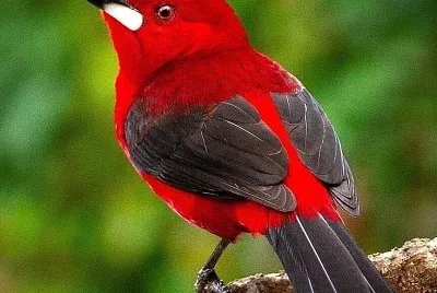 natural