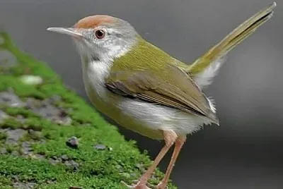 natural