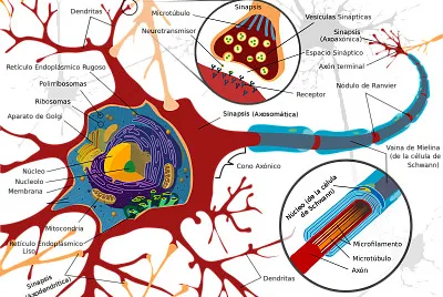פאזל של sistema nervioso
