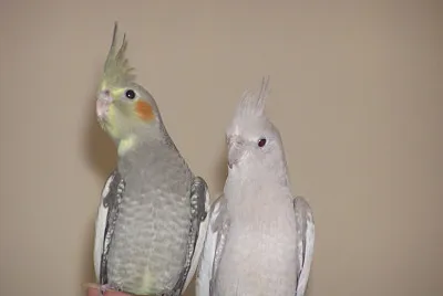 our pets