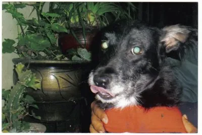 mi perrito