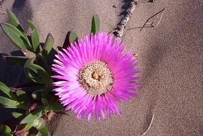 פאזל של Flor en los mÃ©danos de Necochea, Argentina