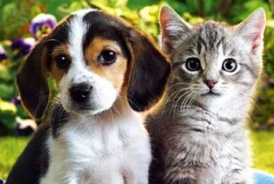Amistad