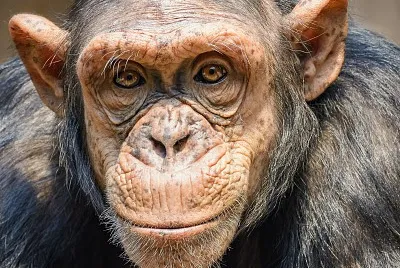 Guess the animal 2