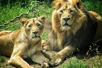 Guess the animal 4