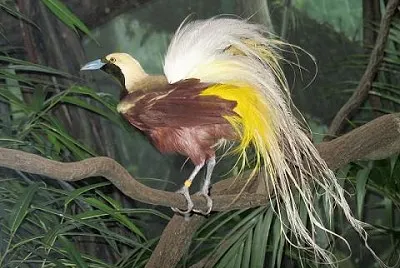 פאזל של Paradisea minore