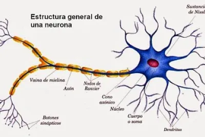 Partes de la Neurona