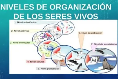 פאזל של NIVELES DE ORGANIZACIÃ“N