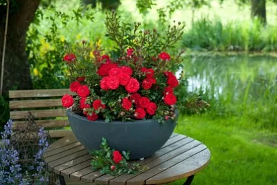 flores