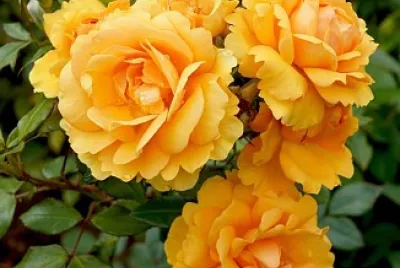 flores jigsaw puzzle