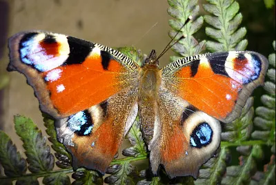 פאזל של papillon