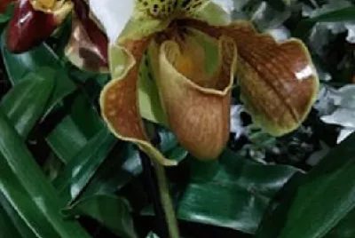 orchidÃ©e