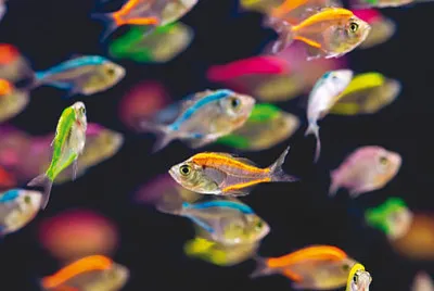 פאזל של petits poissons