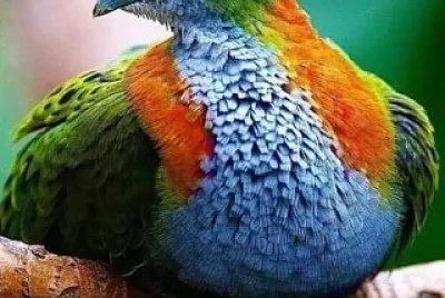 cores