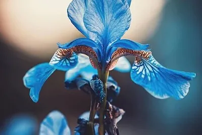 flores jigsaw puzzle