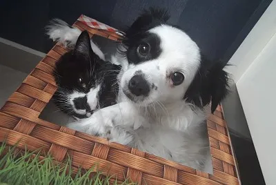 Luna y Bigotes