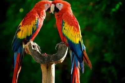 GUACAMAYO